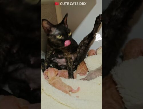 5 Day old kittens Devon rex. Find out what four day old kittens look like! #shortsvideo
