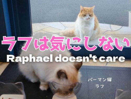 バーマン猫ミカとガブとウリとラフ【ラフは気にしない】Raphael doesn't care（バーマン猫）Birman/Cat