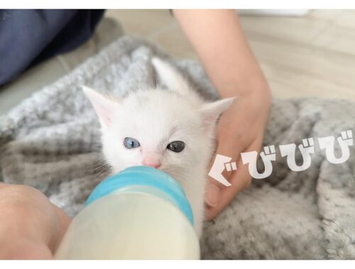 暴れる子猫を観察する子猫★ミルクは豪快にイッキ飲み【保護猫生活20日目】