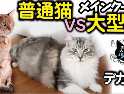 【メインクーン】メインクーンvs普通の猫、こんなに違う？驚きの違いを解説！