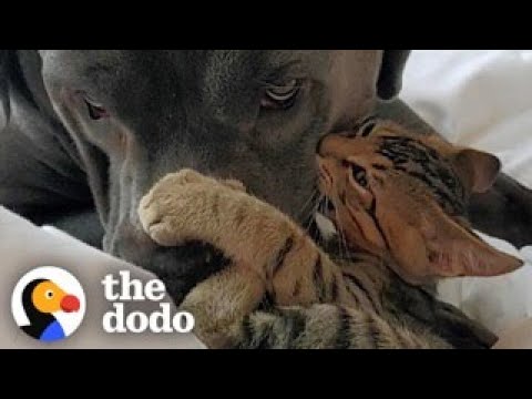 Kitten Bullies His 130-Pound Dog Brother | The Dodo