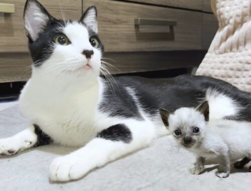 Adorable Rescued Kitten's Wobbly Charge Leaves Older Cat Mu Stunned!