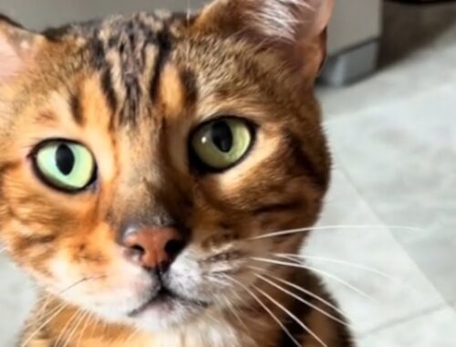 Woman adopts cat, then comes the big surprise