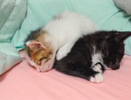 Two Kittens Like to Sleep In a Weird Position