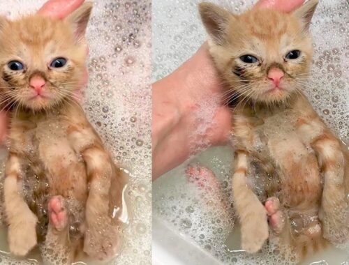 A stray kitten enjoying his first bath