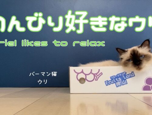 バーマン猫ウリとラフ【のんびり好きなウリ】Uriel likes to relax（バーマン猫）Birman/Cat