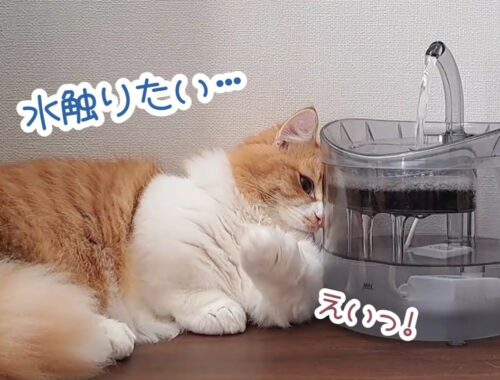 【マンチカン】自動給水器の水を触りたい子猫がこうなっちゃいました
