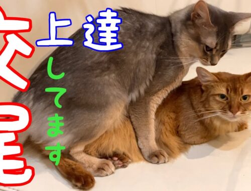 発情した猫が話し合うんです❗️衝撃映像【ソマリ】