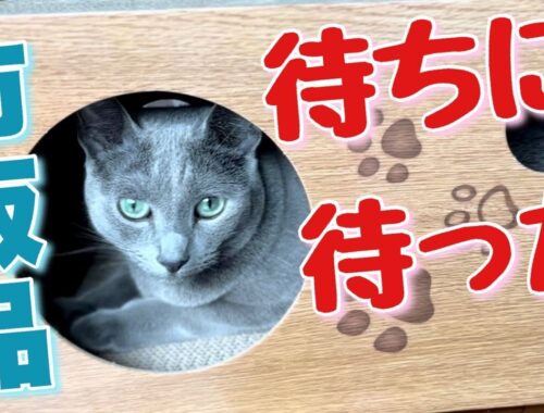 ロシアンブルー | DIY以外のハウスを貰えた猫の喜びと新たな疑惑 [Russian Blue cat Kotetsu] The cat's joy and doubts with new house