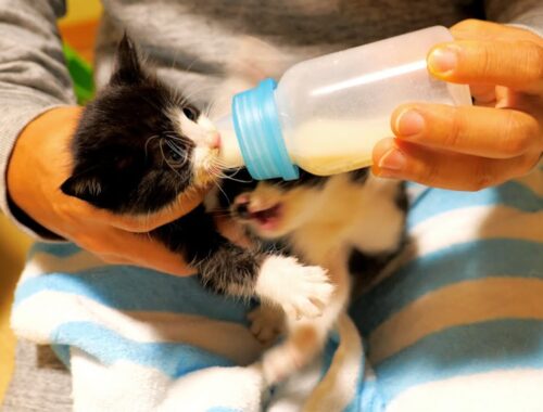 子猫達のミルク争奪戦【道路のずぶ濡れ子猫保護2日目】