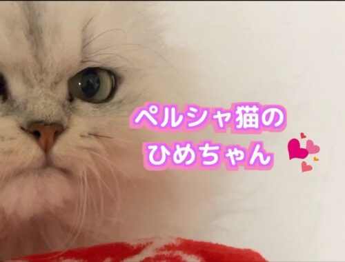 【ペルシャ猫】全身でありがとうを言ってくれるペルシャ猫のひめちゃんが可愛すぎる！