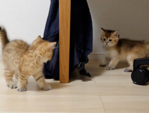 The kittens' exercise session that starts suddenly is too intense!