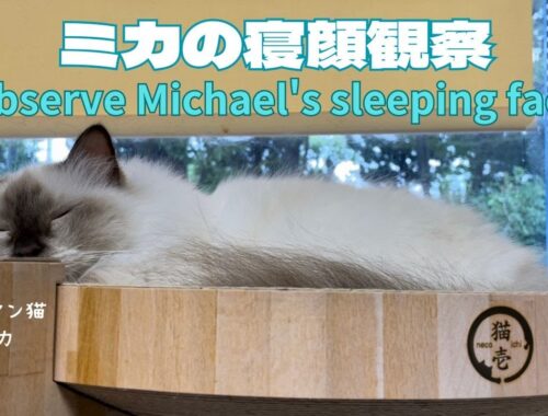 バーマン猫ミカ【ミカの寝顔観察】Observe Michael's sleeping face（バーマン猫）Birman/Cat