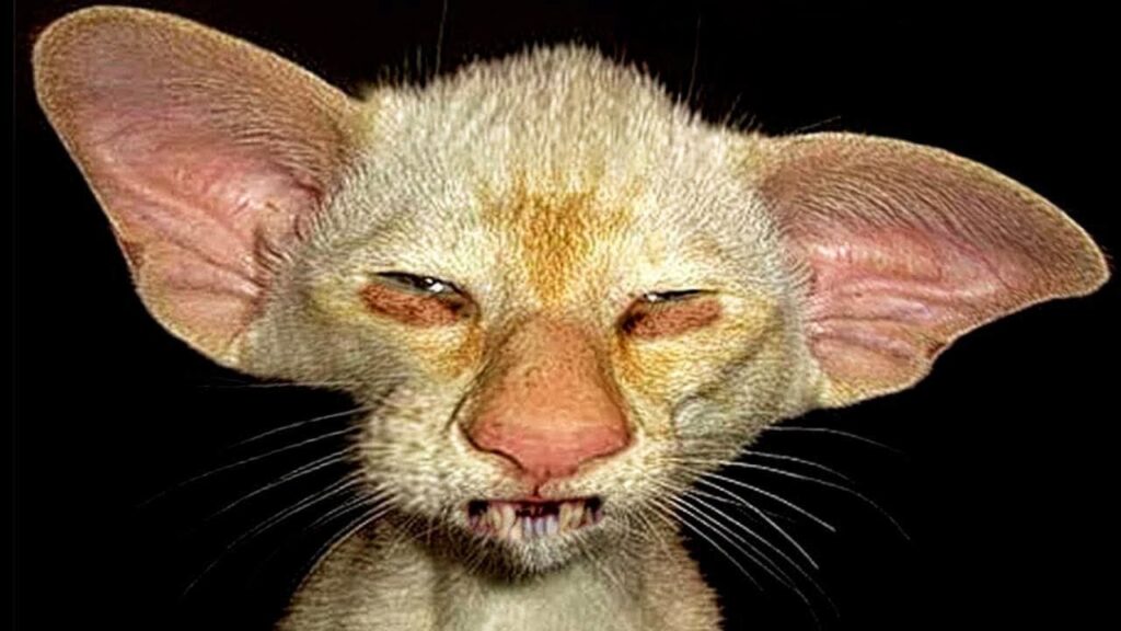 Woman Adopted Stray Kitten With Big Ears, And In Morning She Got a Surprise! Woman Adopted Stray Kitten With Big Ears, And In Morning She Got a Surprise!