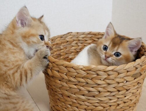 Kittens Chai and Mocha never want to give up the larger basket
