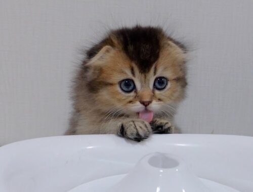A kitten with a unique way of drinking water was so cute.