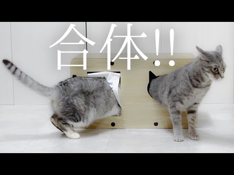 【驚愕】日本イチ長い猫が見つかりました……