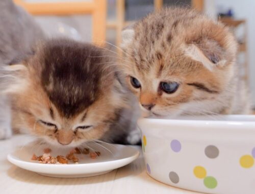 The kitten who couldn't help but worry about the leftover food next to her was so cute.