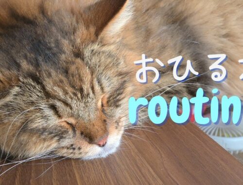猫ファミリーのお昼寝ルーティン💤【サイベリアン】