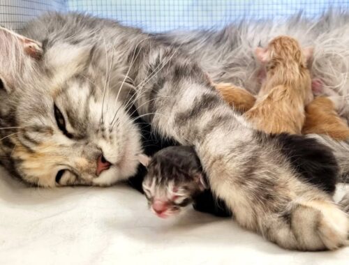 Freya's Newborn Maine Coon Kittens