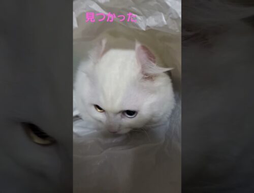 【オッドアイ幸せを呼ぶ猫】袋大好きラビちゃん#猫はcat#白猫#キンカロー#shorts