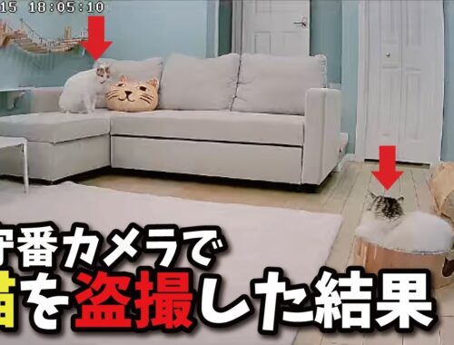 2日間家を空けた時の猫たちの様子がこちら…【関西弁でしゃべる猫】【猫アテレコ】
