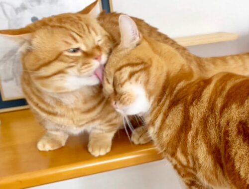 弟の頭突きをキスで受け止める兄猫の愛 #猫 #マンチカン