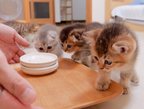 A gluttonous kitten will refuse with all his might if you try to clean up the dishes.