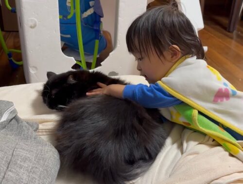 子供から可愛がられる猫　ラガマフィンA cat loved by children. Ragamuffin