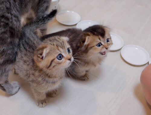 Kittens will meow and get angry if you take too long to feed them.