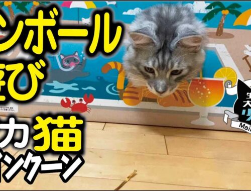 【メインクーン】ダンボール遊びが大好きな大型猫。小さな穴から脱出できるのか？