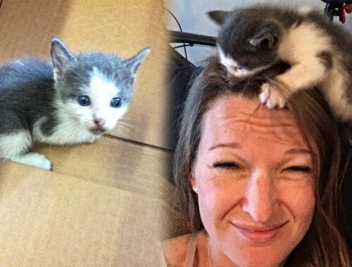 Stray Kitten Snuck Into a Factory Site To Adopt a Human Who Works There