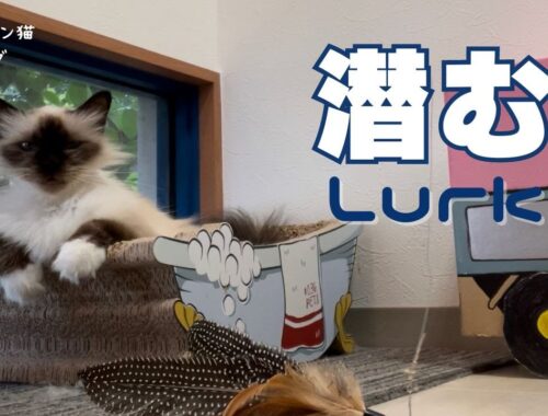 バーマン猫ガブとラフ【潜む】lurk（バーマン猫）Birman/Cat