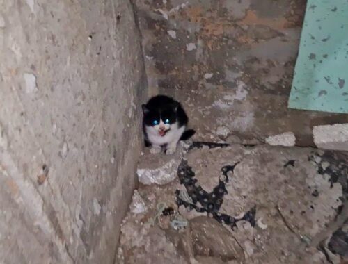 Stray Kitten Fell into Basement Cried and Called his Mom Until Someone Heard him