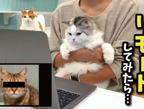 めちゃくちゃ可愛い某有名猫YouTuberとリモート通話してみた結果…【関西弁でしゃべる猫】【猫アテレコ】