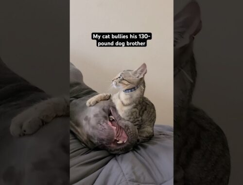 Kitten Bullies His 130-Pound Brother l The Dodo #animals #cat #kitten
