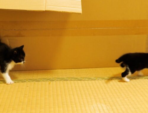 ヨチヨチ歩きの子猫がトコトコ走ったｗｗｗ【道路のずぶ濡れ子猫保護3日目】