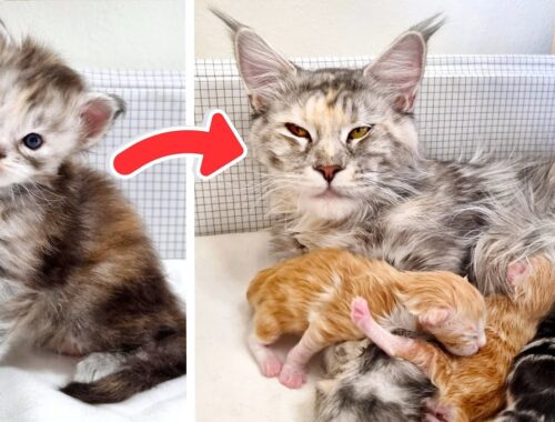 From Kitten to Mother - The Life of Maine Coon Cat Freya