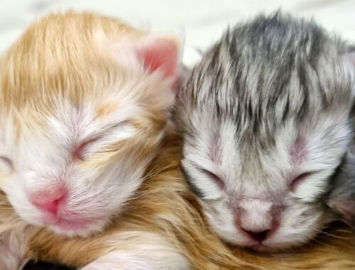 Tiny Adorable Maine Coon Kittens - 3 Days Old!
