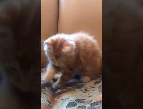 Meyow Meyow #cute cat 🐈🐈#shots #vedio #animals ##brown cat 🐈🐈||cute cat virel vedio ||$cute cat