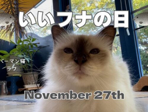 バーマン猫ラフ【いいフナの日】November 27th（バーマン猫）Birman/Cat
