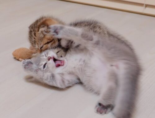 The kittens are so cute that they play pro-wrestling from early morning.