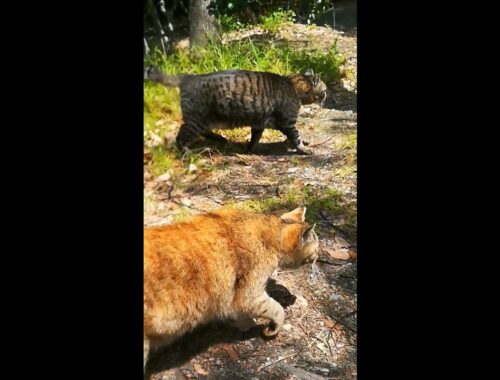 仲良し猫家族の平和なデート[武士猫と野良猫家族05] Big brown cat and orange cat play in the spring sunshine #shorts