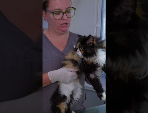 Family Kicked their Cat out After It Got Sick #animals rescue #kitten rescue videos #shorts #rescue