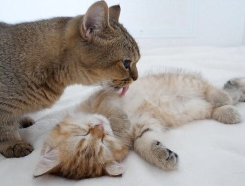 Kiki, the mother cat, licks and cares for her kittens, who are tired from the vaccinations!