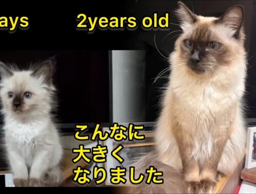 ふわふわからモフモフへ。子猫から成長したシャムミックス長毛猫のモカちゃんです。生後51日目と2歳7ヶ月の比較です。