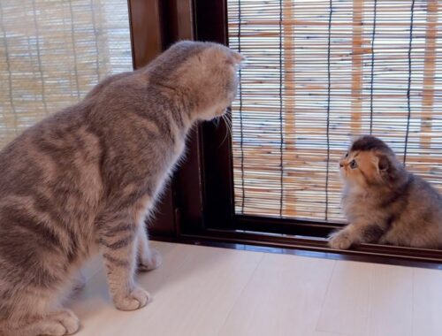 A naughty kitten who listens to what her mother tells her is so cute.