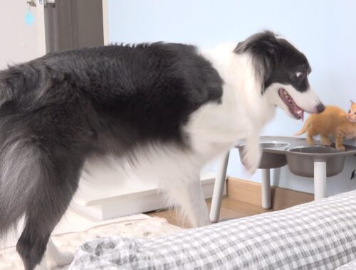 Border Collie Shocked by Rescued Tiny Kitten Stealing Her Food