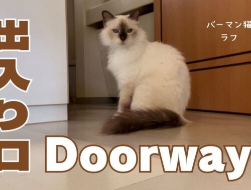 バーマン猫ラフ【出入り口】Doorway（バーマン猫）Birman/Cat