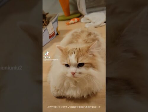 まん丸… #ラガマフィン #猫動画 #shorts  #cat